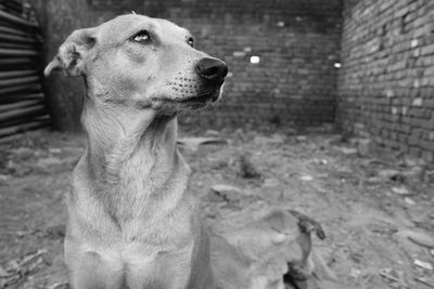 Close-up of dog looking away