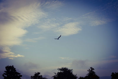 Low angle view of silhouette bird flying in sky