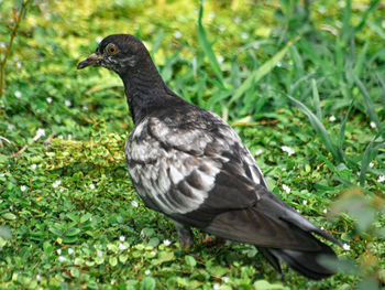 Close-up of bird perching on a field