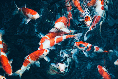 View of koi carps swimming in sea