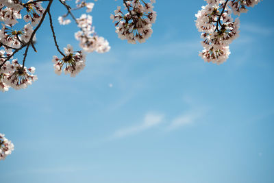 Low angle view of flower tree against sky