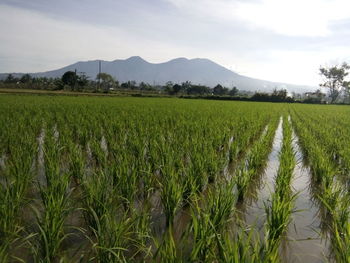 Scenic view of agricultural field against sky