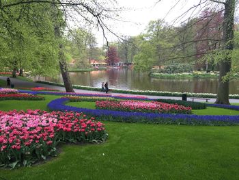 View of flowers in park