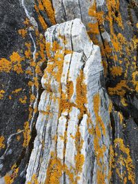 Close-up of autumn leaves on rock