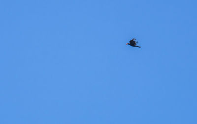 Low angle view of bird flying in sky