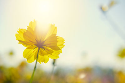 Close-up of yellow flowering plant