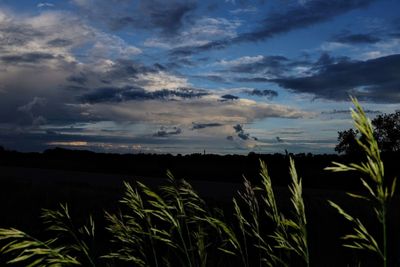 Plants growing on field against sky during sunset