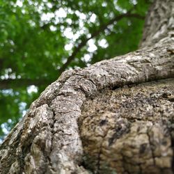 Close-up of tree trunk