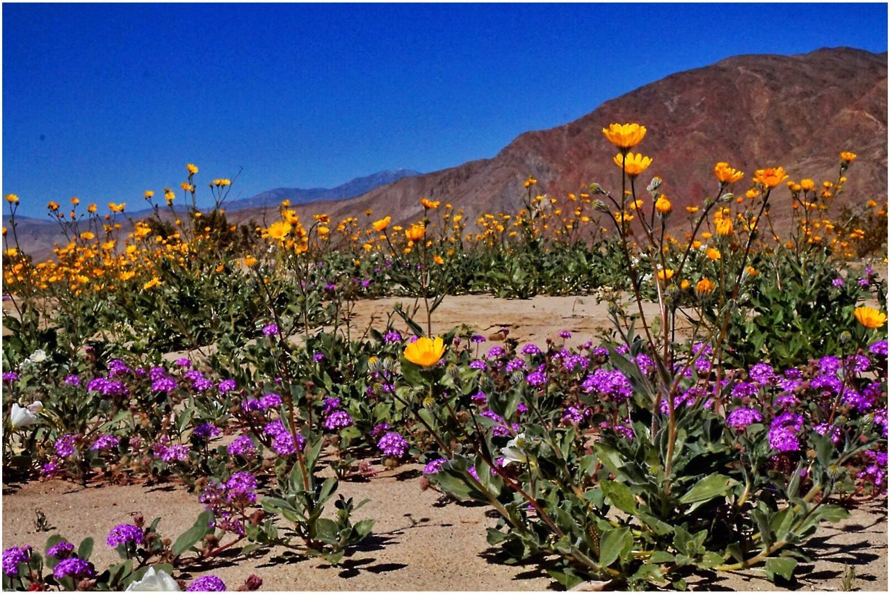 flower, clear sky, beauty in nature, freshness, growth, fragility, plant, mountain, nature, blue, blooming, yellow, in bloom, tranquil scene, blossom, petal, tranquility, scenics, copy space, sunlight