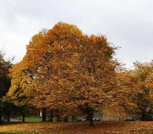 Autumn trees against sky