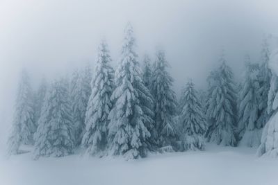 Snow covered pine trees in forest during winter