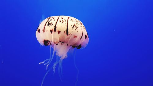 Close-up of jellyfish against blue background