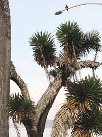 Low angle view of palm trees against sky