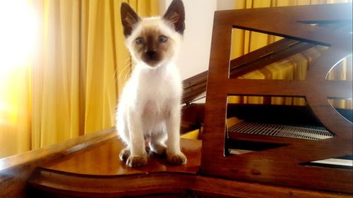 Portrait of cat sitting on table at home