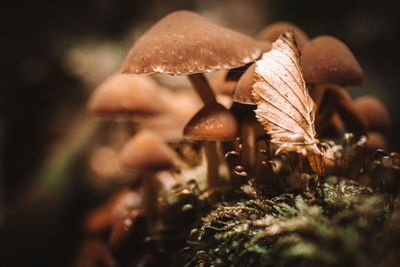 Close-up of mushroom growing on field