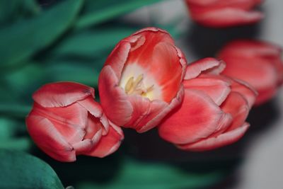 Close-up of red tulip