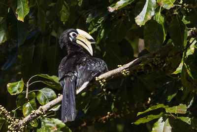 Bird perching on a branch