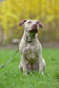 Dog sitting on field