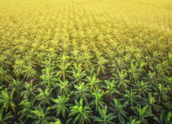 Full frame shot of corn field