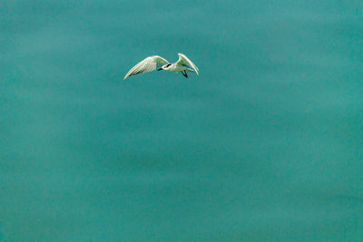 High angle view of seagull flying