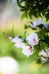 Close-up of fresh pink cherry blossoms in spring