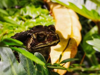 Close-up of frog on leaves