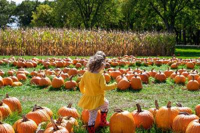 Rear view of girl amidst pumpkins on field during autumn