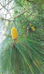 Yellow flowers growing on tree