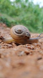 Close-up of snail on land