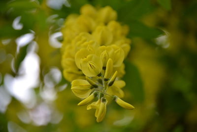 Close-up of yellow flowering plant