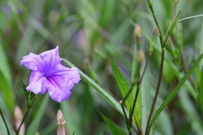 Closeup purple flower in garden
