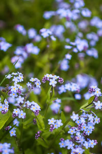 Close-up of purple flowering plants