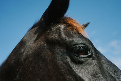 Horse eye closeup