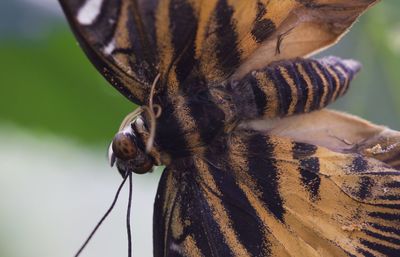 Close up of a bird