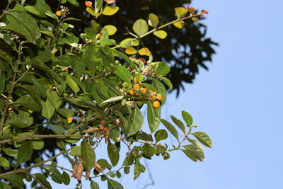 Low angle view of insect on tree