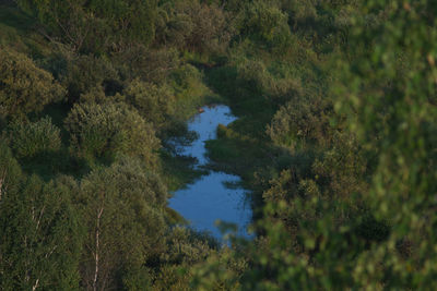 High angle view of lake amidst trees in forest