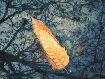 Close-up of autumn leaf on bare tree