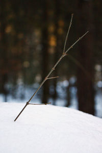 Close-up of insect on snow covered field