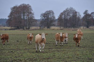 Cows grazing in a field