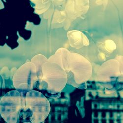 Double exposure of orchids and buildings in city