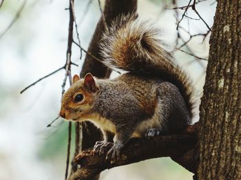 Squirrel on tree