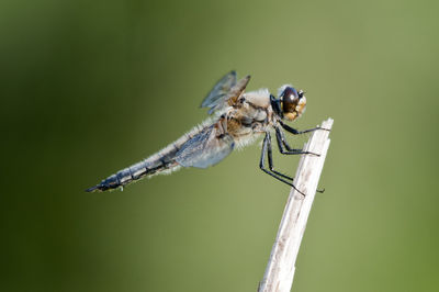 Close-up of insect on twig