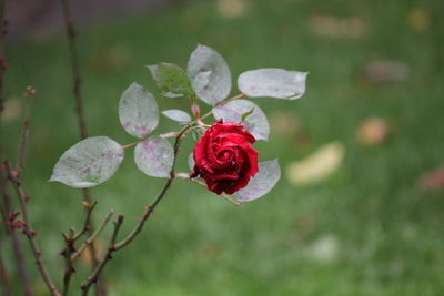 Close-up of red rose on field