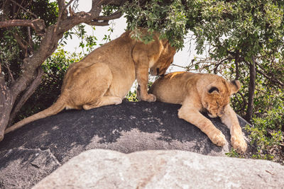 Two lion cubs standing on a rock under a tree