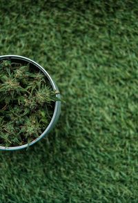 High angle view of plant on field