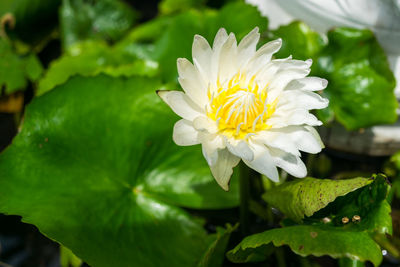 Close-up of white flowering plant