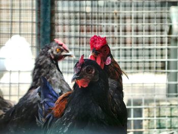 Close-up of roosters in cage