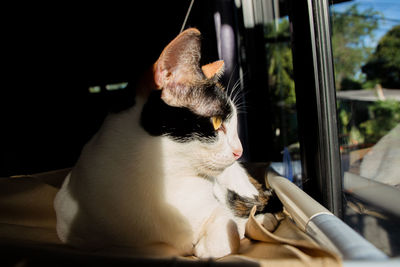 Cat sitting and lying in the sun on the windowsill. he looks around carefully.