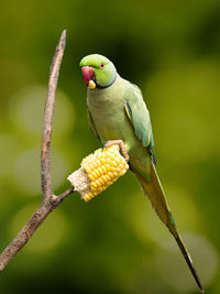 Close-up of parrot eating corn on branch