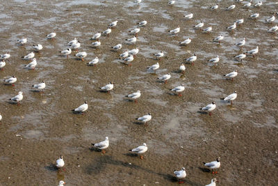 High angle view of birds on land